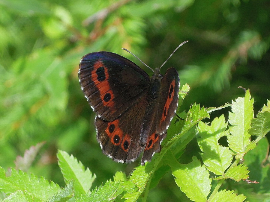 Erebia ligea ??